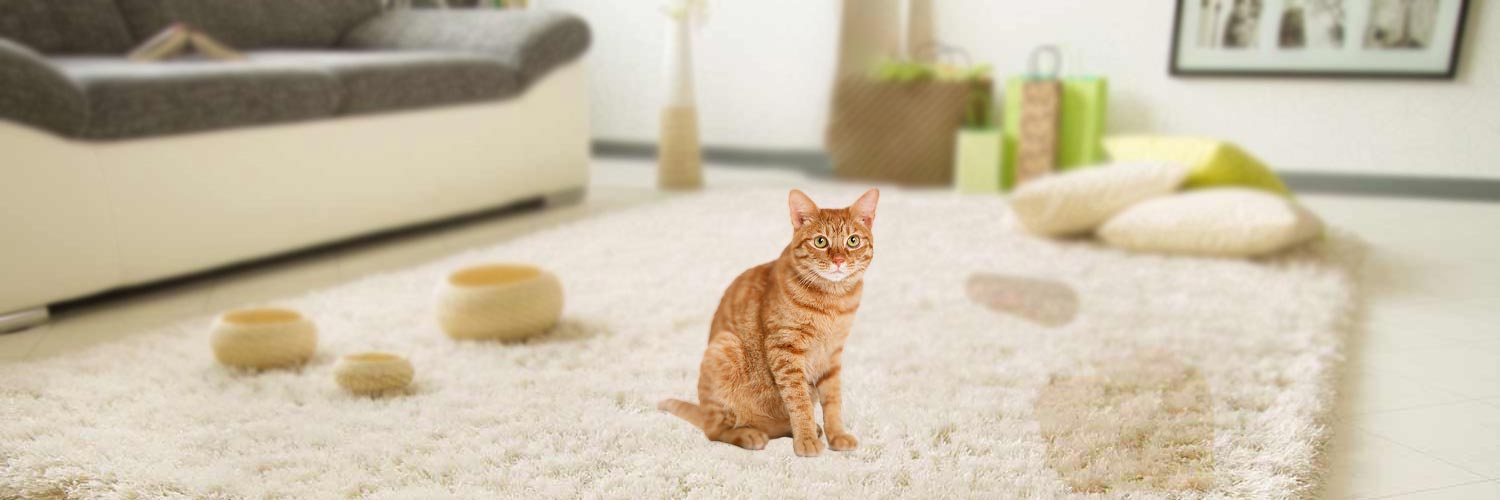 How to Clean Cat Urine from Carpet 5 Easy Methods