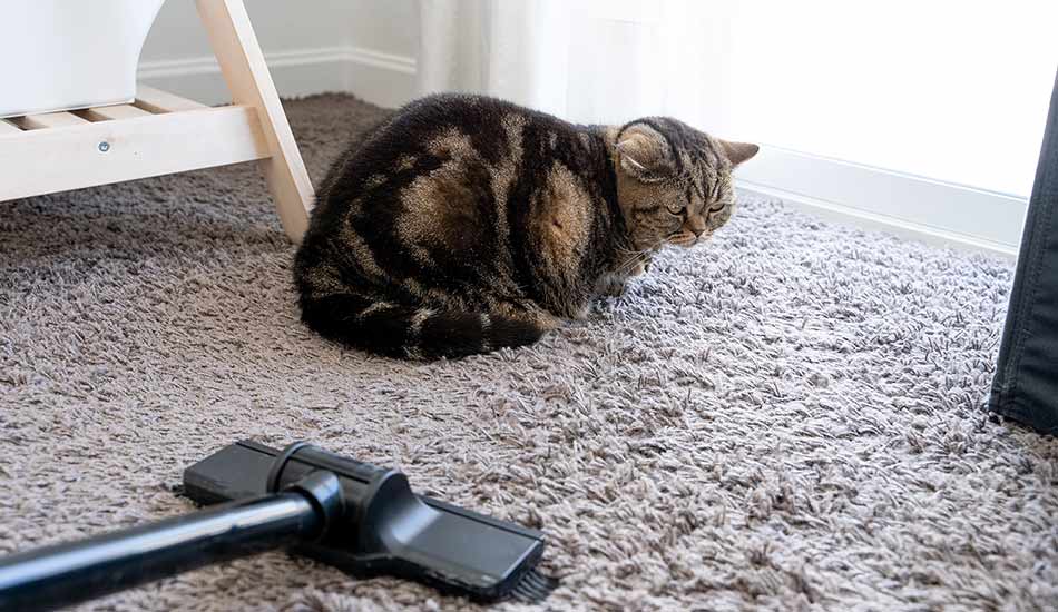 Vaccum-Cleaning-Rug